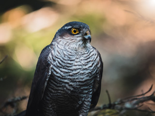 Eurasian sparrow hawk, Accipiter nisus, sitting on tree in the autumn forest. Wildlife animal from nature. Bird in the autumn forest habitat.
