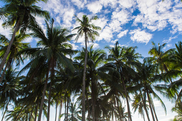 Fototapeta na wymiar group of palm trees in wild Safari beach in El Nido, Palawan, Philippines