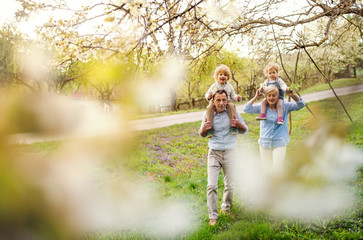 Senior grandparents with toddler grandchildren walking in nature in spring.