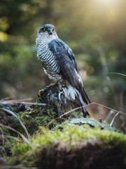 Eurasian sparrow hawk, Accipiter nisus, sitting on tree in the autumn forest. Wildlife animal from nature. Bird in the autumn forest habitat.