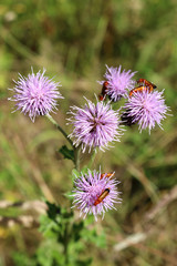 A Close-up of Cirsium arvense or Creeping Thistle with many Longhorn Beetles on