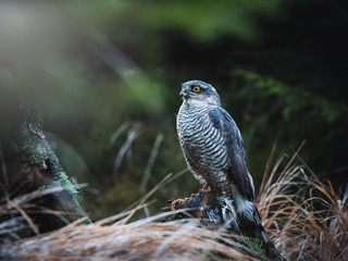 Eurasian sparrow hawk, Accipiter nisus, sitting on tree in the autumn forest. Wildlife animal from nature. Bird in the autumn forest habitat.