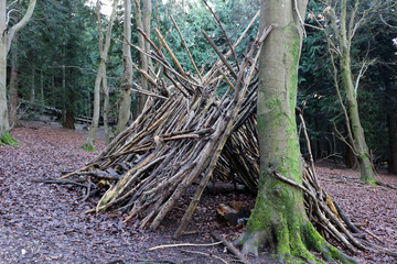An a-frame survival shelter in the woods, constructed using tree branches