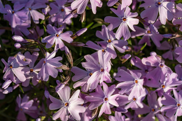 Close up of purple colored Phlox flowers (Phlox subulata) forming a mat