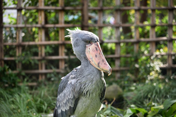 Shoebill, a big bird in Africa