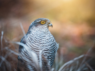 Eurasian sparrow hawk, Accipiter nisus, sitting on tree in the autumn forest. Wildlife animal from nature. Bird in the autumn forest habitat.