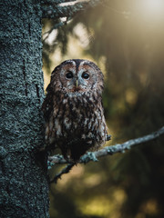 Tawny owl (Strix aluco) in forest. Tawny owl sits on tree. Tawny owl and colorful autumn background.
