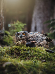 Eurasian eagle-owl (Bubo Bubo) in colorful autumn forest. Eurasian eagle owl sitting on tree. Owl in colorful autumn forest. Green foreground.