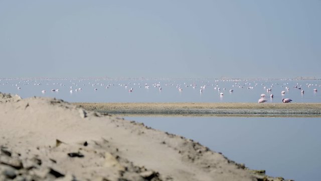 Flamingos At The Bird Sanctuary, Walvis Bay, Namibia