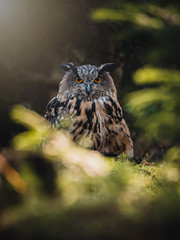 Eurasian eagle-owl (Bubo Bubo) in colorful autumn forest. Eurasian eagle owl sitting on tree. Owl in colorful autumn forest. Green foreground.