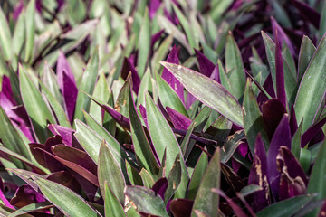 Green and violet texture of tradescantia spathacea leaves we see in the photo