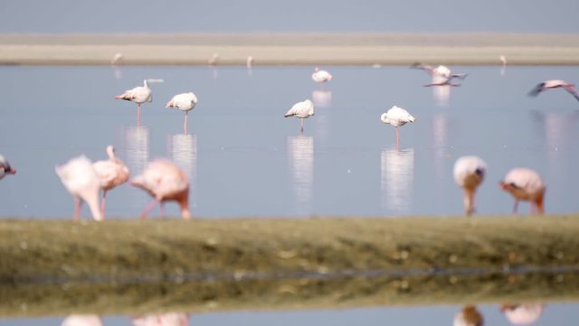 Flamingos At The Bird Sanctuary, Walvis Bay, Namibia