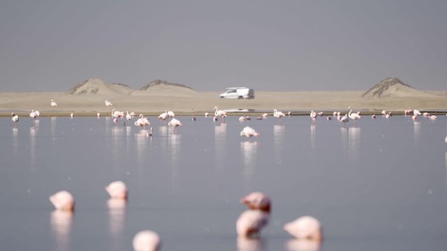 Flamingos At The Bird Sanctuary, Walvis Bay, Namibia
