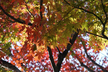 Fototapeta premium 秋の気配漂う日本庭園