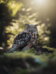 Eurasian eagle-owl (Bubo Bubo) in colorful autumn forest. Eurasian eagle owl sitting on tree. Owl in colorful autumn forest. Green foreground.