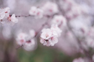 tender blooming in spring, warming, sunny day. beautiful young apricot flower on a branch in the garden, close-up