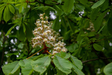 Branch of a tree. Pyramid shape white blossoms of chestnut tree on green blurry background. White flowers among lush foliage. Inflorescence of chestnut tree. Springtime in park. Natural backdrop 