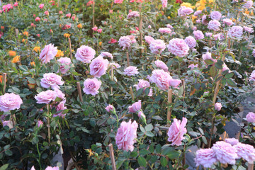 Beautiful purple roses in the garden