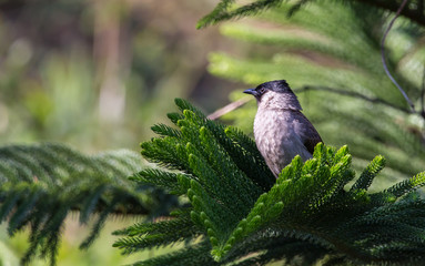 Pycnonotus aurigaster on the pine tree.