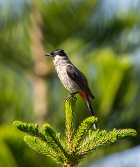 Pycnonotus aurigaster on the pine tree.