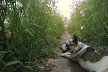 Cute white-black dog in the cosmos flower field