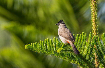 Pycnonotus aurigaster on the pine tree.