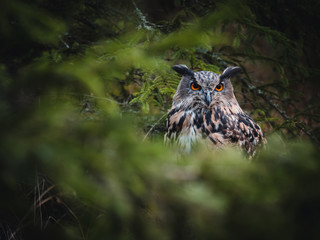 Eurasian eagle-owl (Bubo Bubo) in colorful autumn forest. Eurasian eagle owl sitting on tree. Owl in colorful autumn forest. Green foreground.