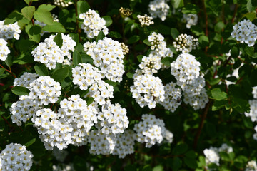 White flowers in garden. Blooming bush with white flowers named Spiraea Vanhouttei also called bridal wreath bush. Floral backdrop of luxuriant white petals and yellow stamens of blossoms. Natural 