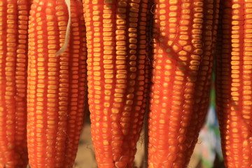 The texture and color of dried corn