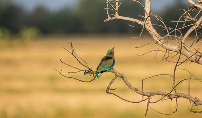 Coracias benghalensis on branch tree.