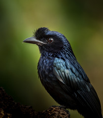 Photographing birds in artistic nature (Greater Racket-tailed Drongo)