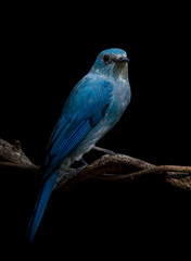 Photographing birds in artistic nature ( Verditer Flycatcher)