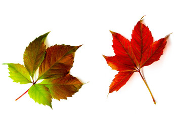 autumn leaves on a white background