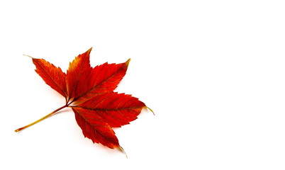 autumn leave on a white background