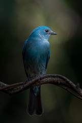 Photographing birds in artistic nature ( Verditer Flycatcher)