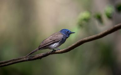 Fototapeta premium Black-naped Monarch on branch tree in forest.
