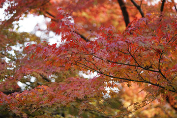 秋の気配漂う日本庭園