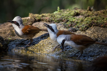 Photographing birds in artistic nature (White-crested Laughing Thrush)