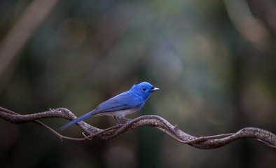 Black-naped Monarch on branch tree in forest.