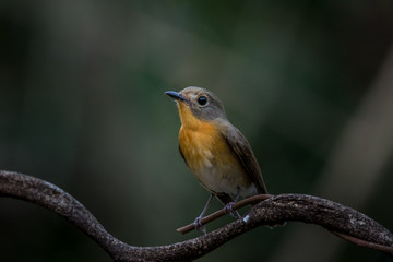 ‎Tickell's Blue Flycatcher (Cyornis tickelliae) on branch tree.