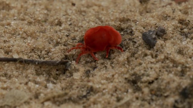 Velvet Christmas Spider, Namibia