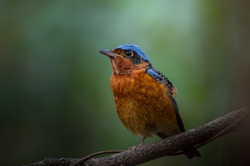  White-throated Rock Thrush (Monticola gularis) on branch tree in forest of Thailand.