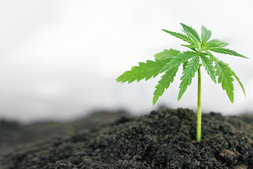 Plant from cannabis, hemp seedlings at the stage of vegetation is planted in the ground in sun. Techniques for growing marijuana indoors for medical purposes for production of CBD