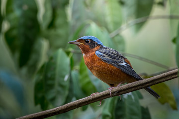  White-throated Rock Thrush (Monticola gularis) on branch tree in forest of Thailand.