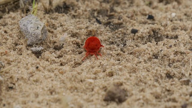 Velvet Christmas Spider, Namibia