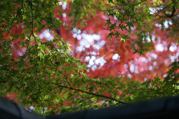 秋の気配漂う日本庭園