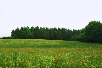 Beautiful landscape with poppy field. Summer poppy flowers