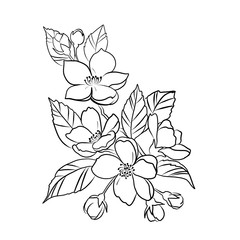 flowers on white background