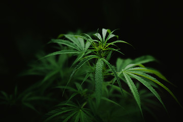 cannabis on a dark background,Marijuana leaves, indoor cultivation,