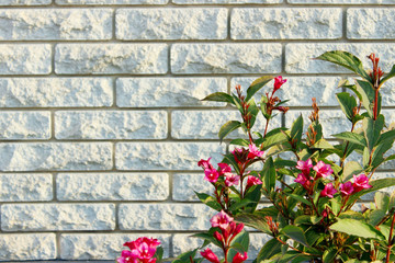 White brick fence and bright red flowers. Brick wall texture background. Abstract texture.